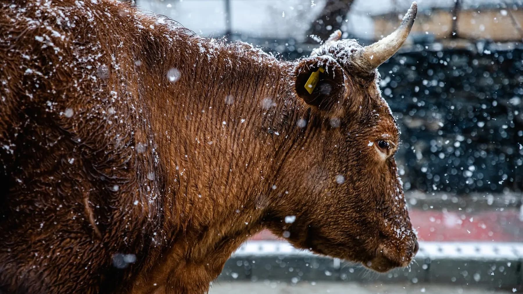 The head of a shaggy brown highland ox in profile in heavy falling snow, its horns and coat crusted with flakes.
