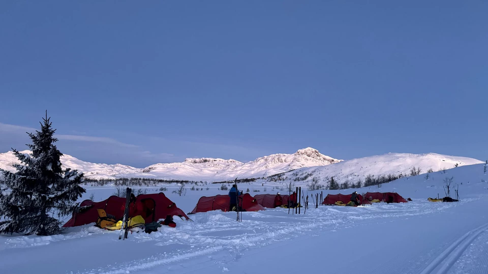 Red tunnel tents and loaded pulks pitched on the snow at dusk, a spruce to one side and low lit peaks behind.