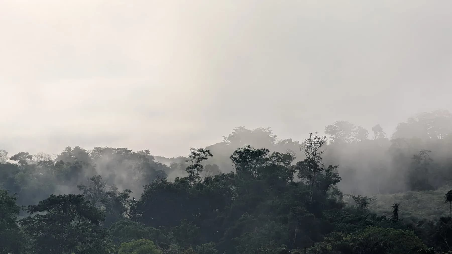 Low mist lying across a dark forest canopy under a pale, featureless sky.