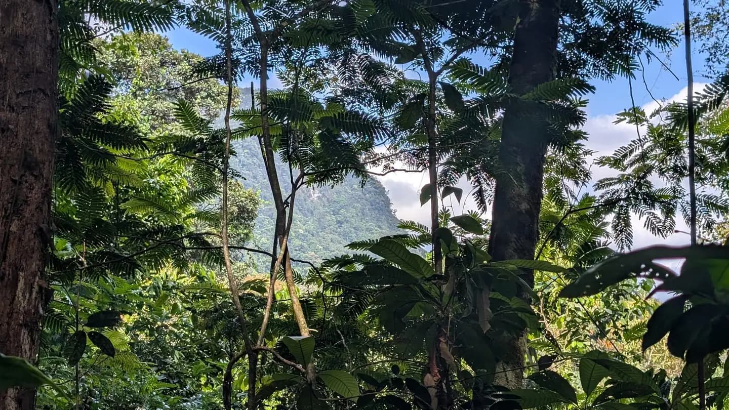 A forested mountain flank seen through a gap in dense rainforest, with fern-like foliage and mossy trunks in the foreground and cloud behind it.