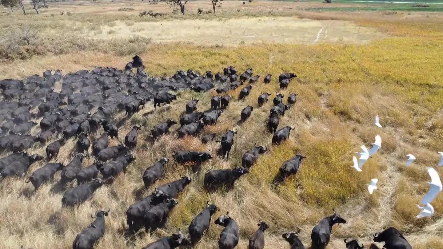 Seen from above, a large herd of buffalo moving through pale dry grass beside a green floodplain, with several white birds lifting off to the right.