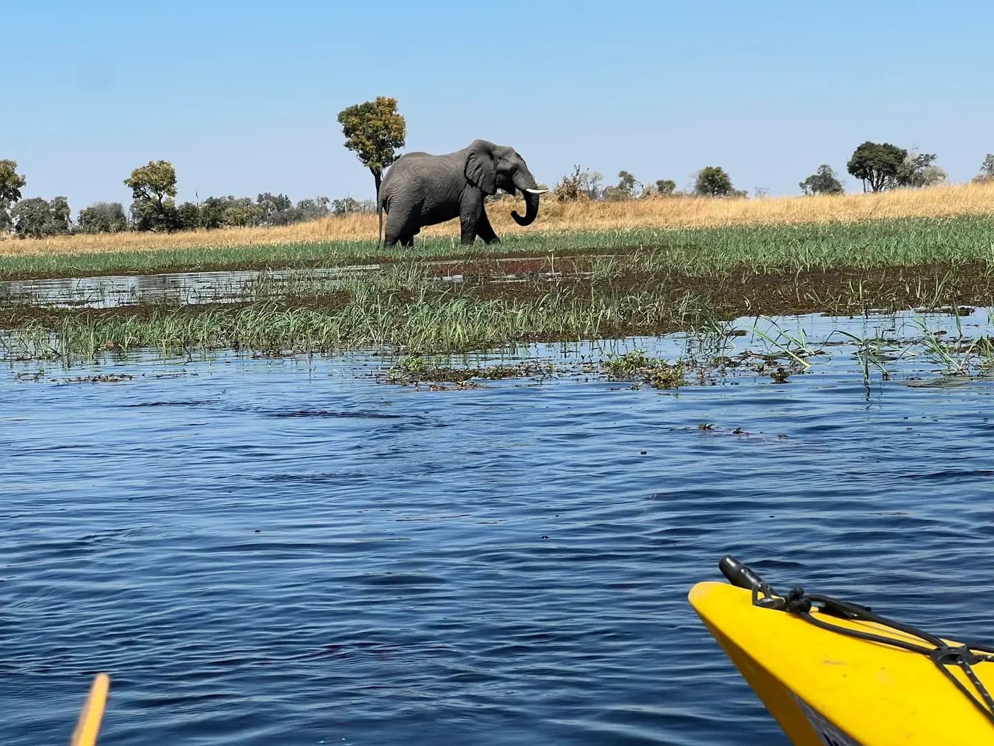 An elephant stands on a grassy bank across the water, seen past the yellow bow of a kayak.