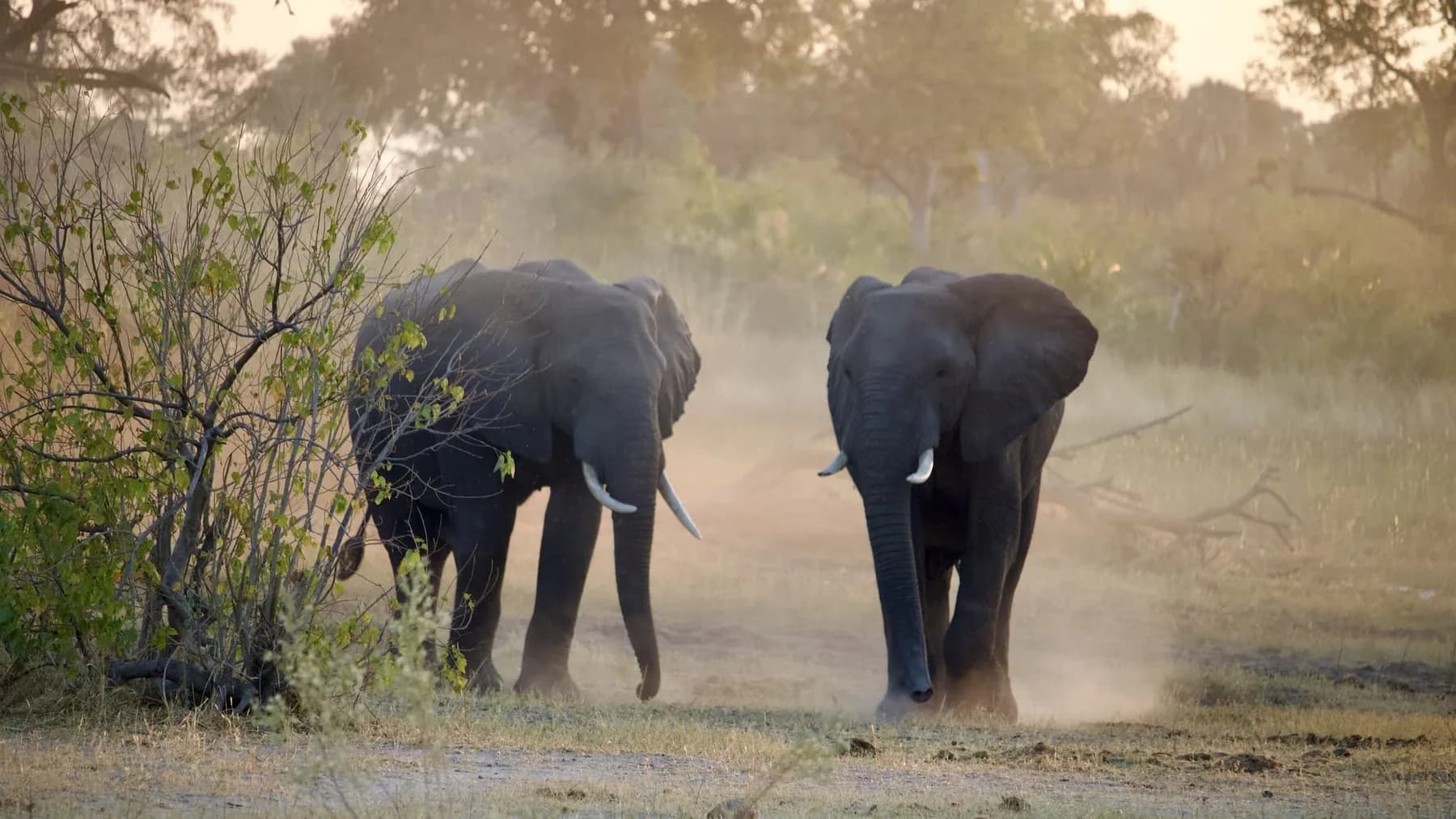 Two elephants walking out of raised dust on a sandy track at low sun, thin bush and bare trees behind them.