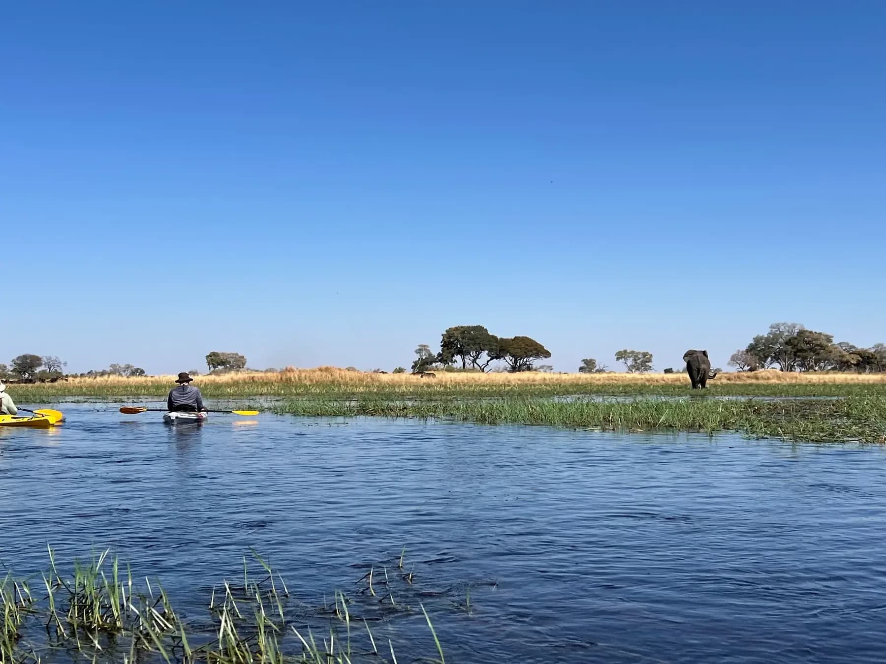 Two kayaks float on open water below a blue sky, with an elephant and scattered trees along the bank.