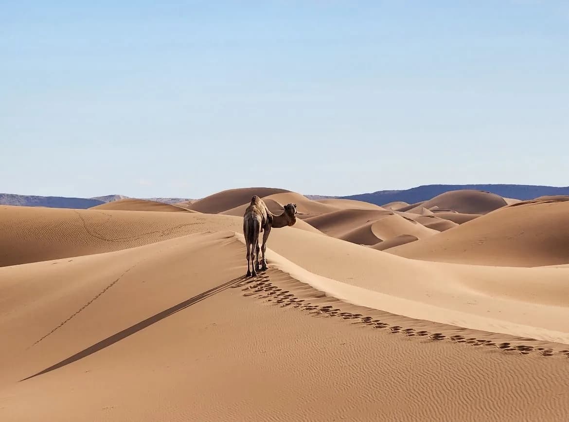 A camel walking away along the crest of a dune, its tracks running back down the ridge, rolling dunes and a dark escarpment behind.