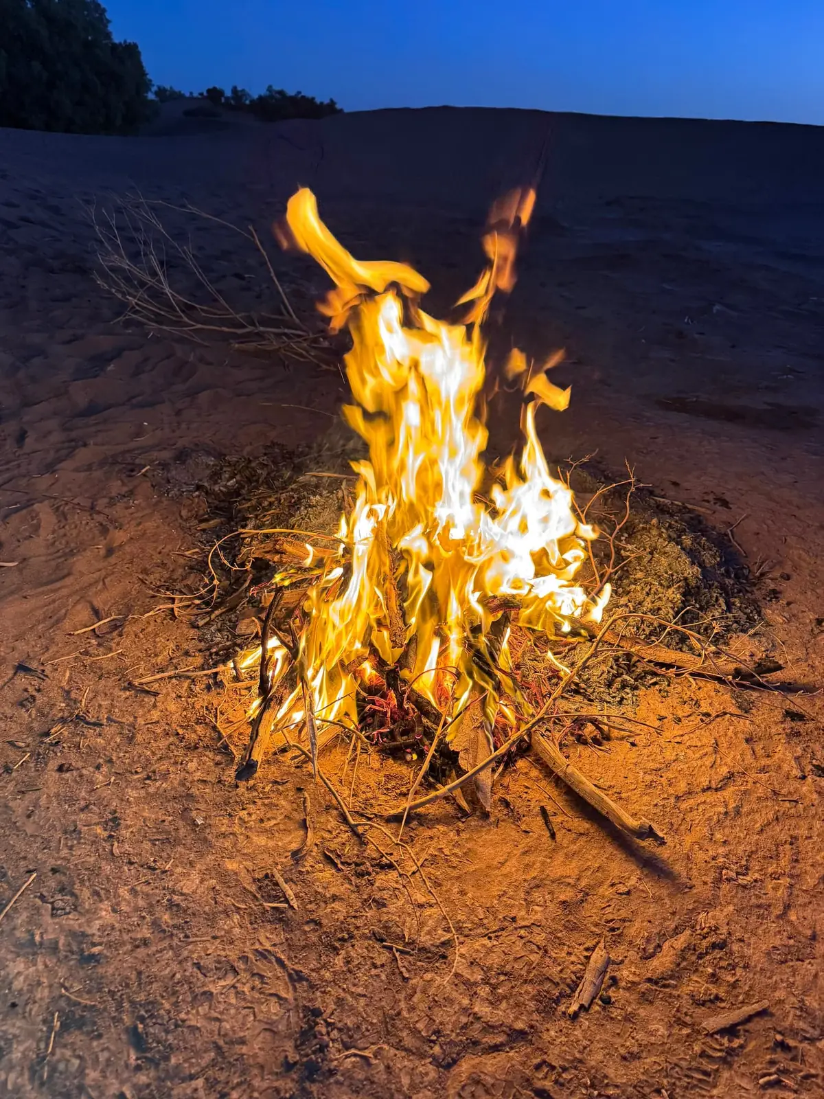 A fire of thin sticks burning on sand at dusk, a low dune ridge and a dark tree against a deep blue sky.