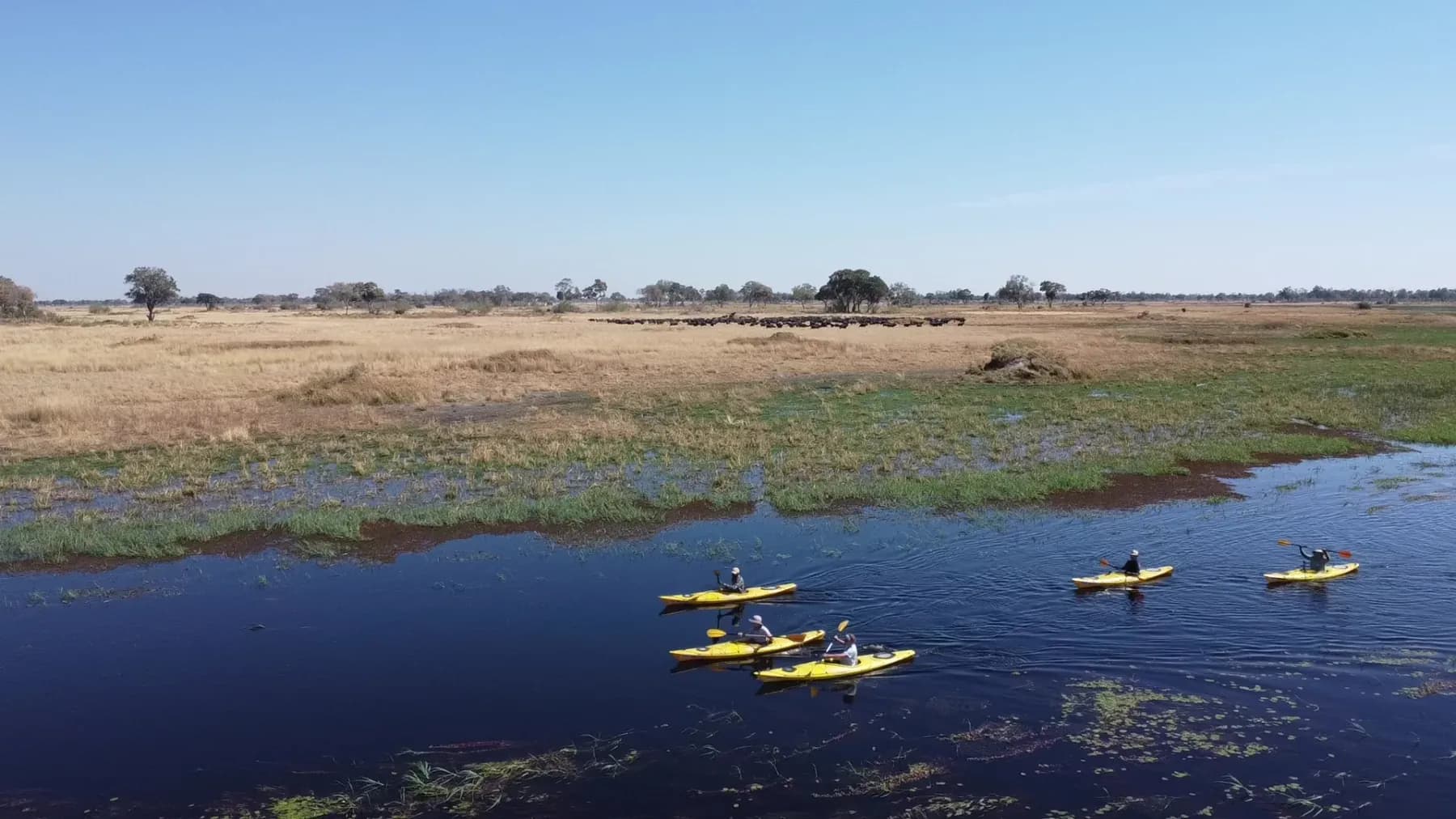 Seen from above: five yellow kayaks strung along a dark flooded channel, with a buffalo herd lining the dry far bank.