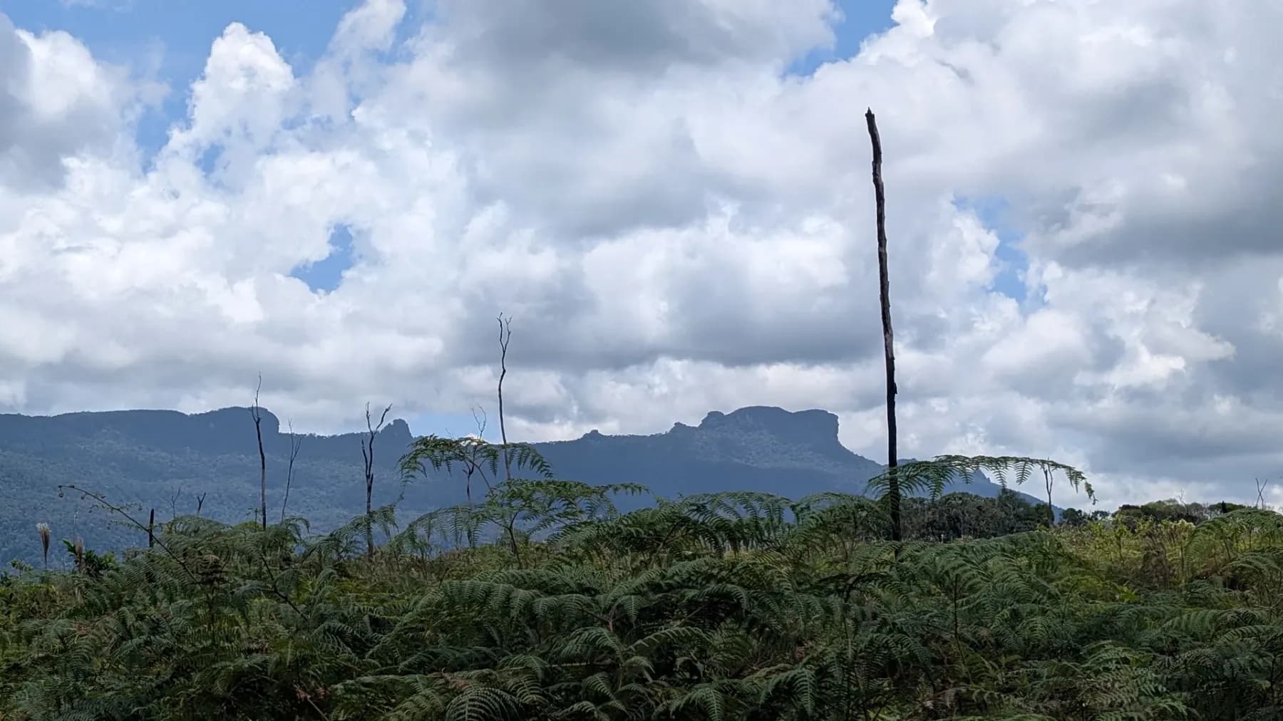 The flat-topped Wokomung massif on the skyline under heavy cloud, seen across a foreground of tree ferns and standing dead timber.