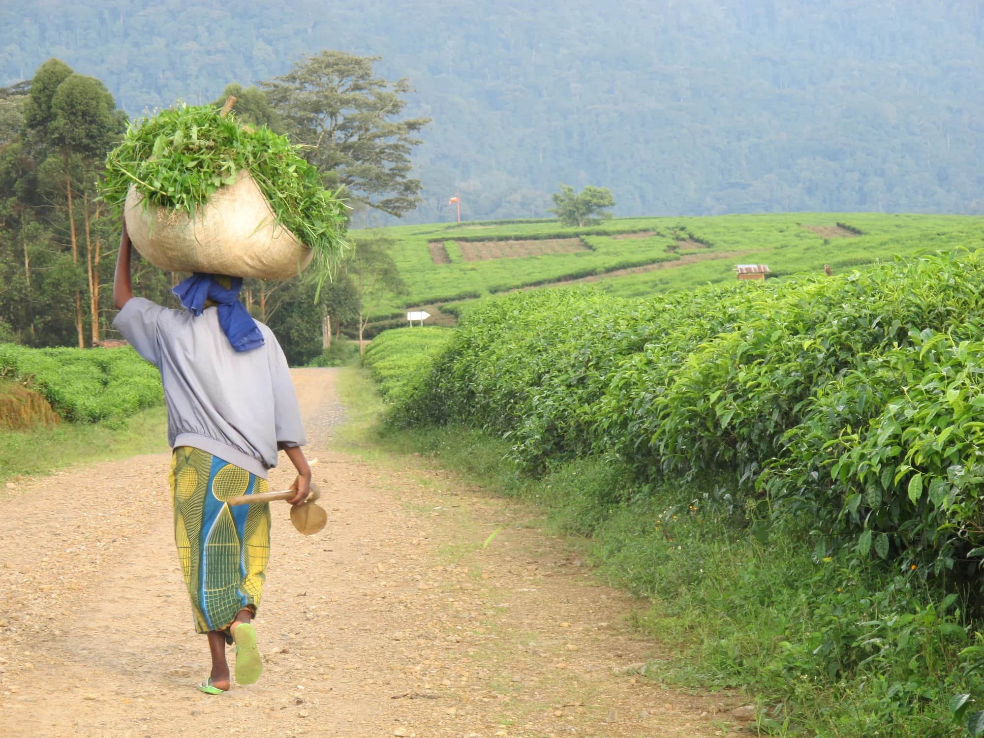 Seen from behind, someone walks away along a dirt track between tea bushes, carrying a large bundle of cut greenery on their head, forested hills in haze beyond.