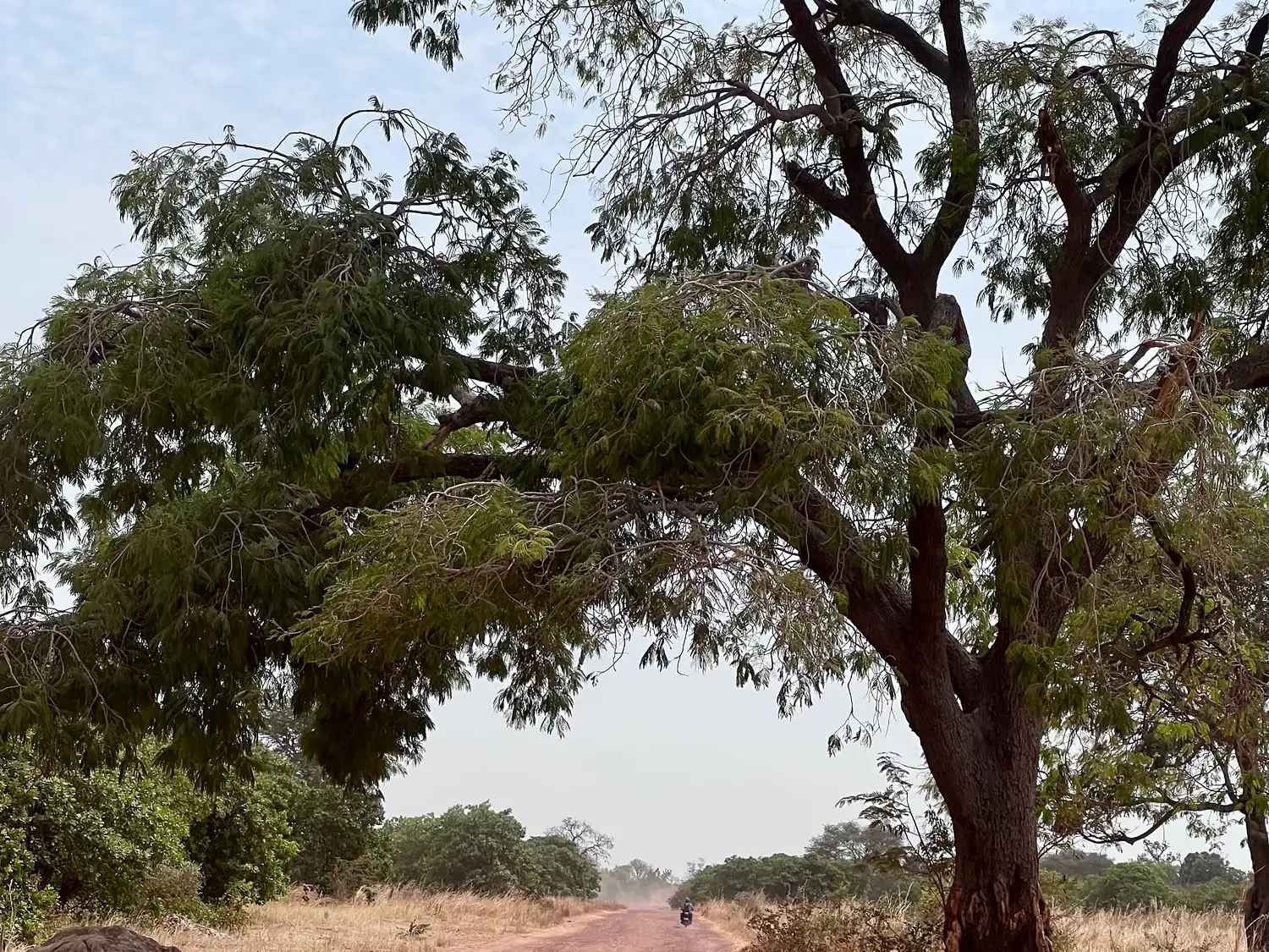 A dirt road running away between dry grass beneath the spread branches of a broad tree, a single motorbike small in the distance raising dust.
