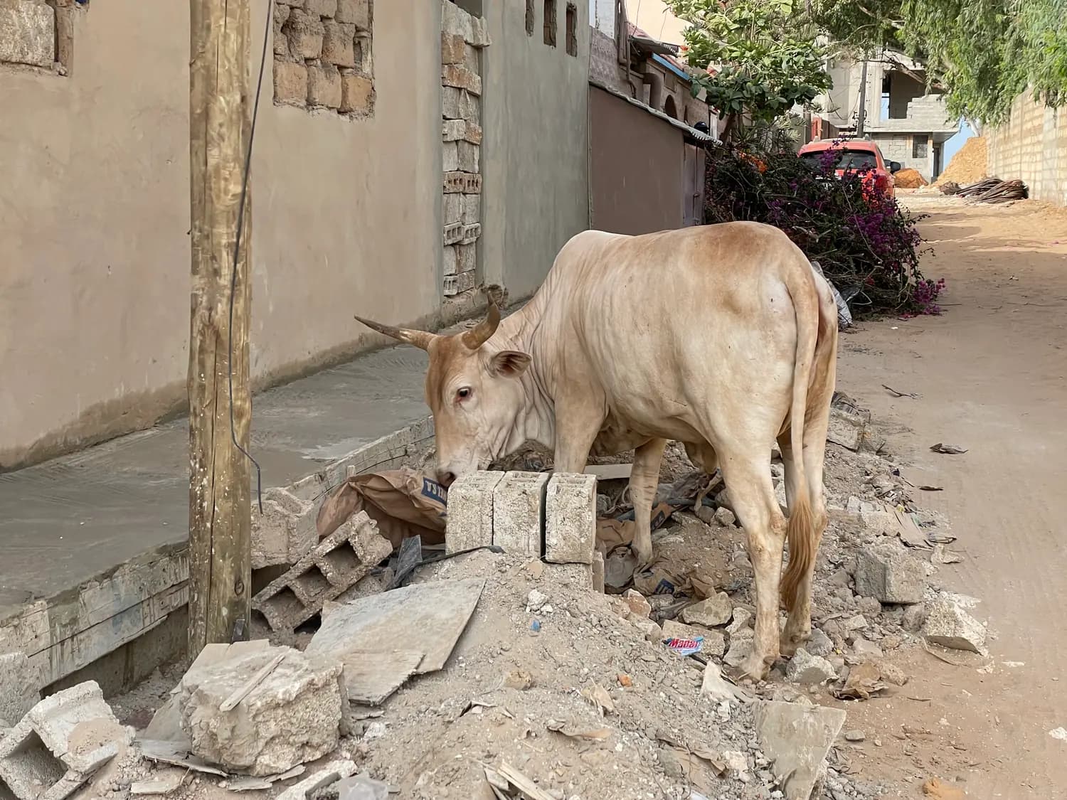 A pale zebu with long horns standing on a heap of broken concrete blocks and rubble at the edge of a sandy back street, nosing through it.