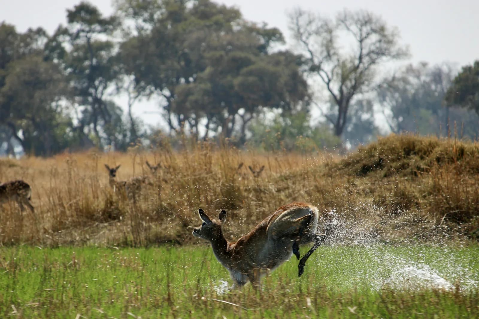 An antelope bounding through shallow water beside Delta grassland.
