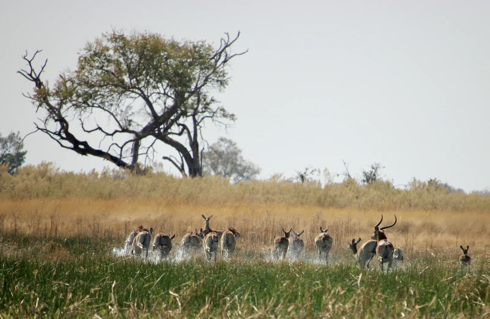 A small group of antelope standing at the edge of Delta water.