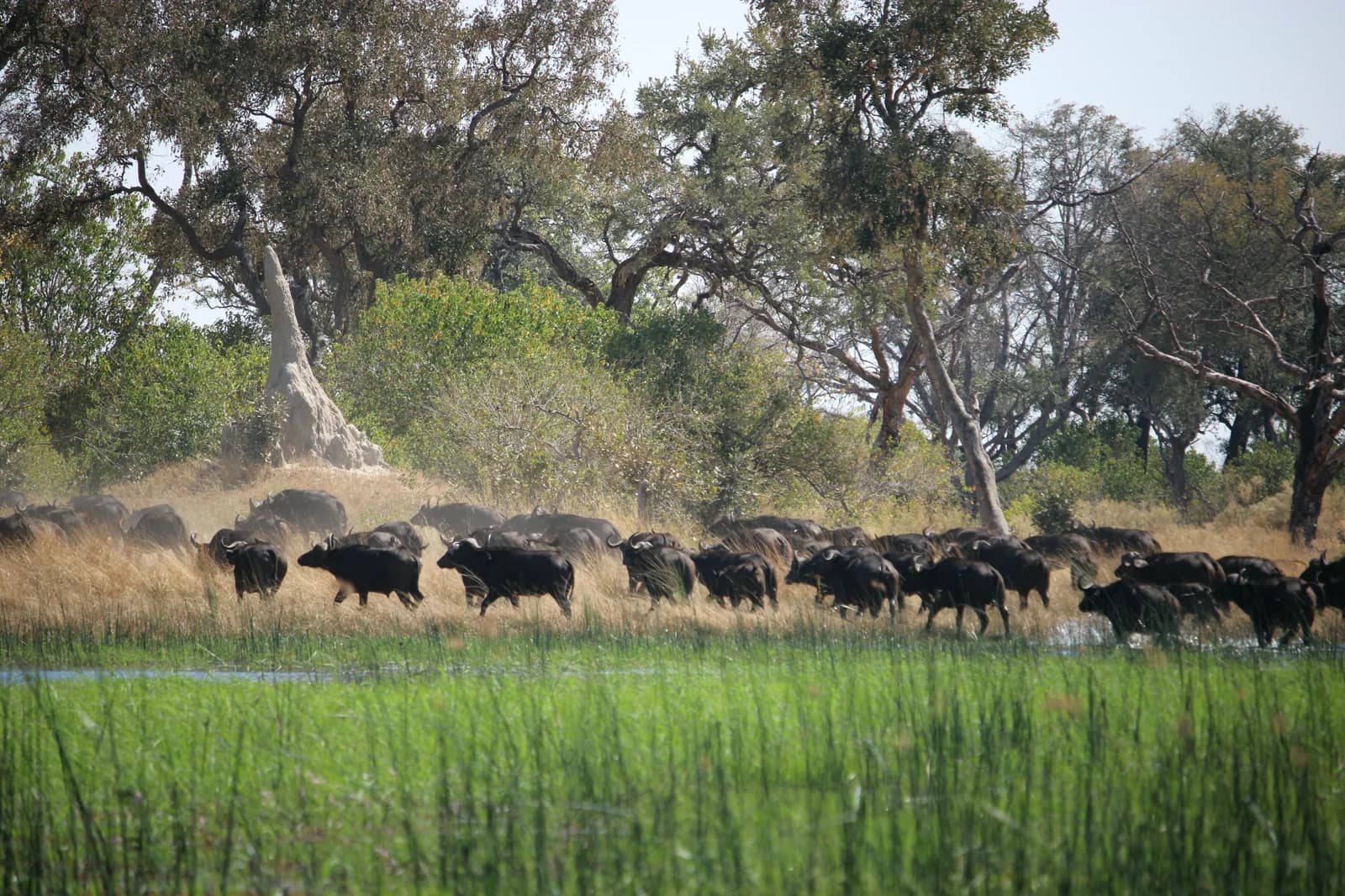 A buffalo herd moving through green Delta shallows beneath large trees.