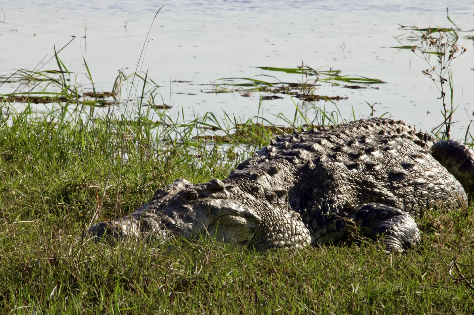 A crocodile resting in grass beside an Okavango channel.