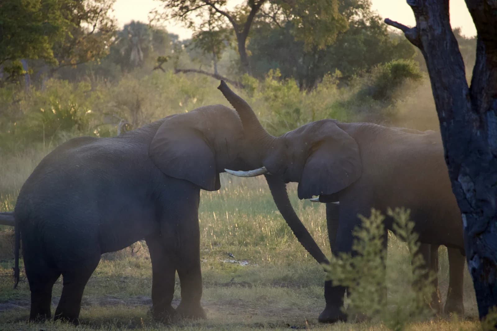Two elephants meeting in late-afternoon dust beneath Delta trees.