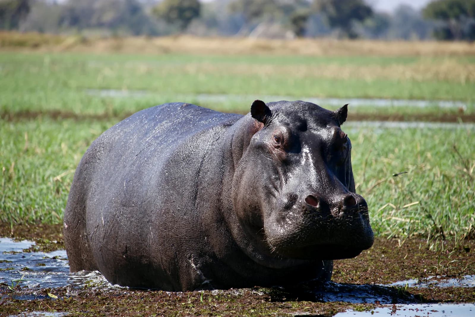 A hippo standing at the edge of a green, shallow Delta channel.