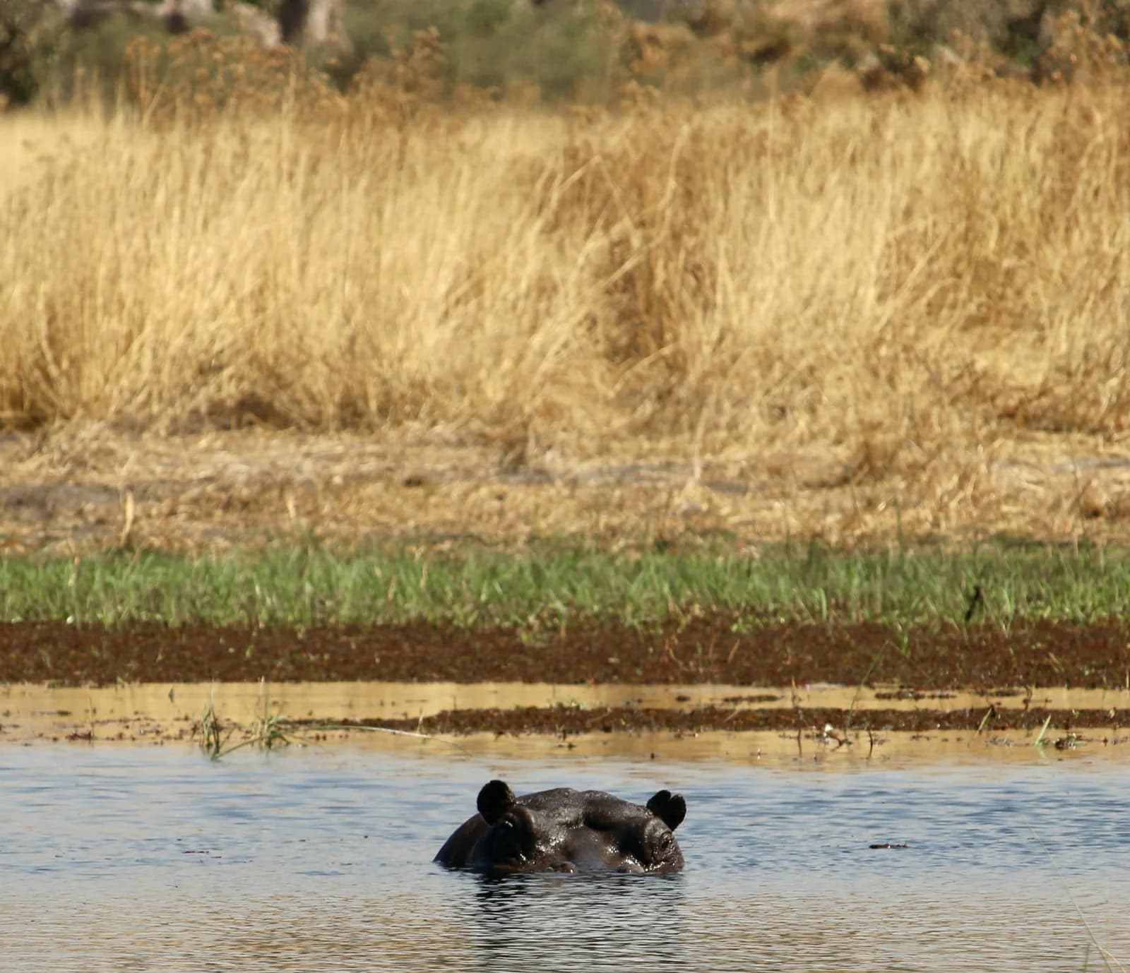 Two hippos surfacing in a wide channel beneath dry Delta grass.