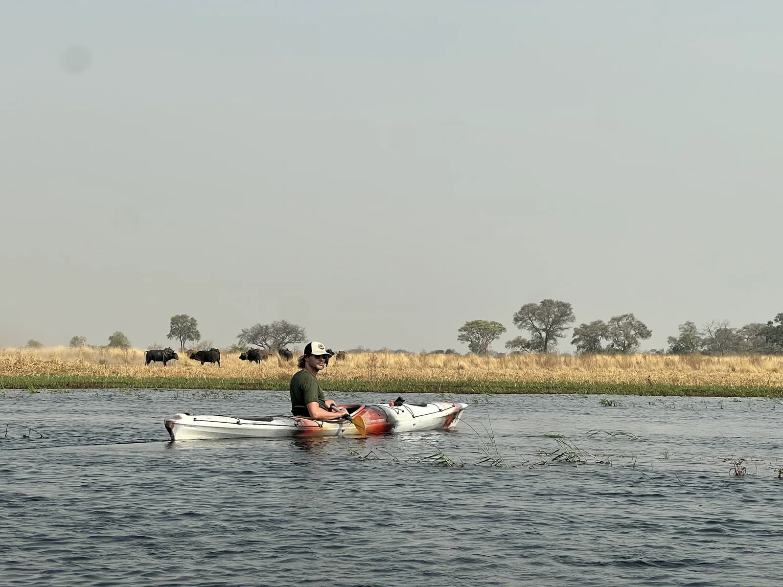 A kayaker paddling through a broad Okavango channel with cattle on the far bank.