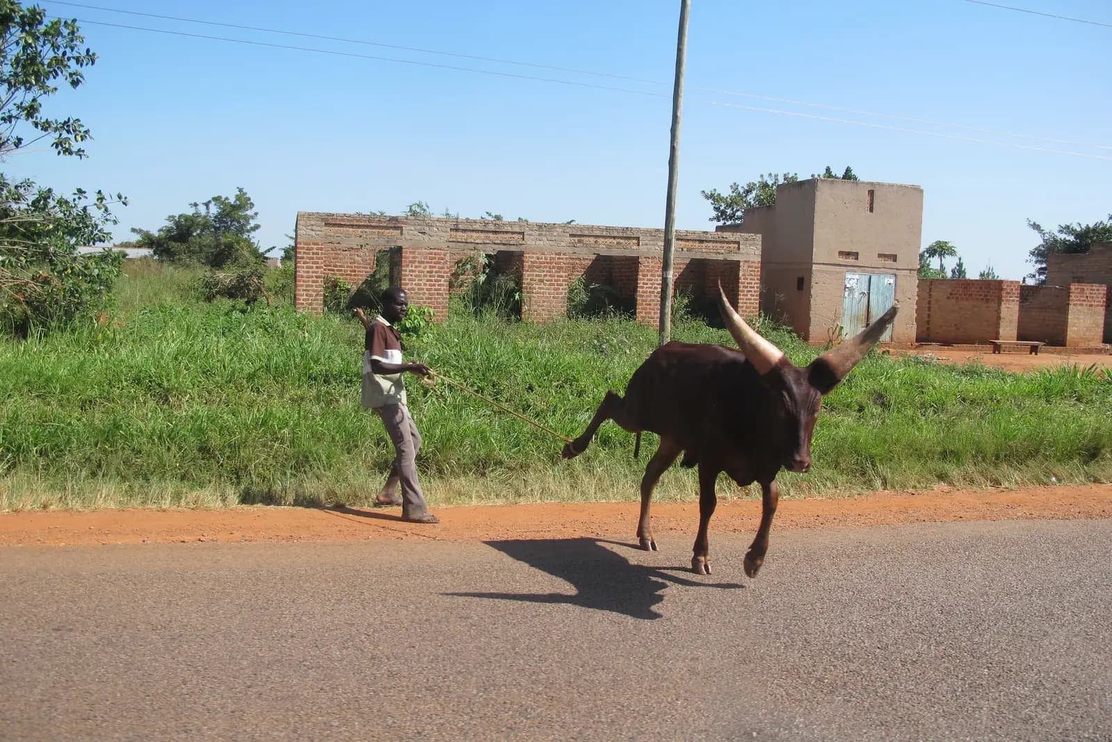 A man leads a long-horned animal on a rope along the edge of a road past brick buildings and roadside grass.
